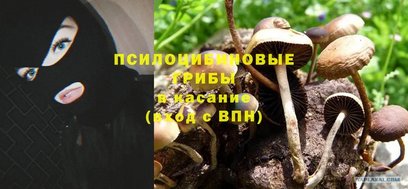 Галлюциногенные грибы Psilocybine cubensis  где найти   Переславль-Залесский 